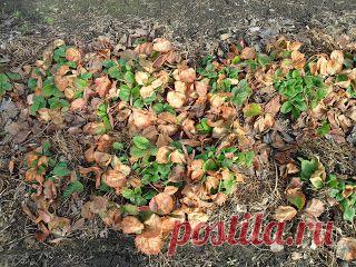 Весенние работы с клубникой. Защита от вредителей. Советы специалистов.