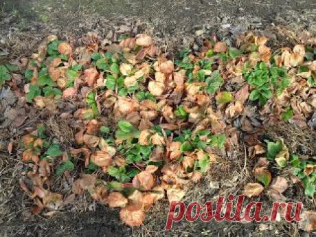 Весенние работы с клубникой. Защита от вредителей. Советы специалистов.