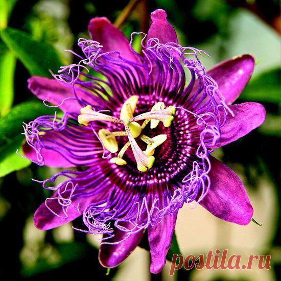 Уникальная лиана пассифлора (фото): красота, польза, вкуснотища