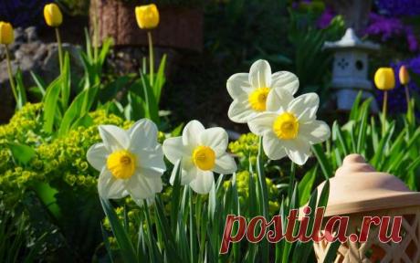 По какой причине не цветут нарциссы в саду, как и когда их нужно выкапывать