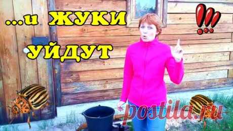 Проволочника и колорадского жука больше не будет! | Хорошая Идея | Дзен