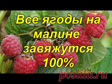 Самая важная подкормка ремонтантной малины летом (реально работает!)