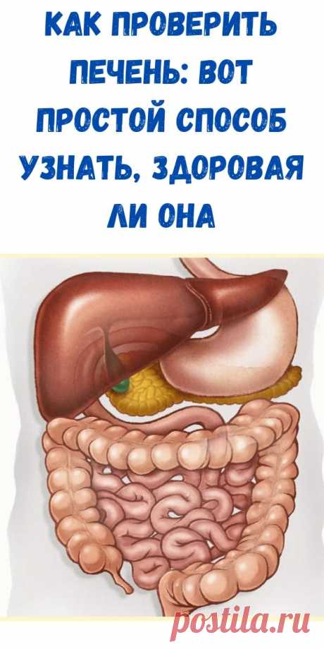 Как проверить печень: Вот простой способ узнать, здоровая ли она - Здоровые советы красоты Как проверить печень: Вот простой способ узнать, здоровая ли она.В 90% печень оказывается больна.Бывает, нашей печени есть что сказать, но она упорно хранит молчание, пишет доктор Андрей Ласлау. А все потому, что в ней нет нервных окончаний, по которым в наш мозг поступает сигнал о боли.Проще говоря, печень не болит. Из-за этого проблемы с ней часто […]