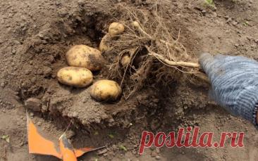 Когда и как убирать ранний картофель | Картофель (Огород.ru)