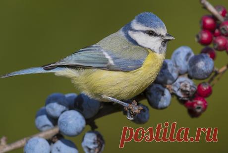 Птица или бабочка: первое, что вы заметите на картинке, расскажет больше о вас . Милая Я