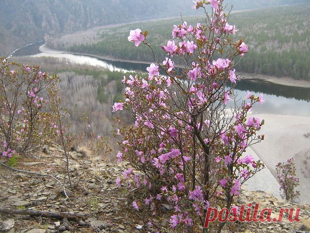 Где то на сопках багульник цветёт