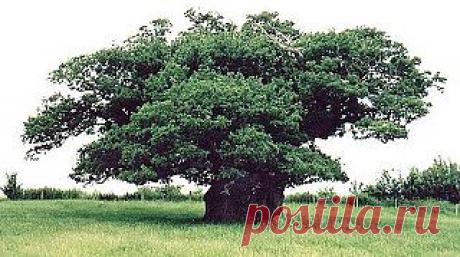 Просто блог: Дерево - целитель