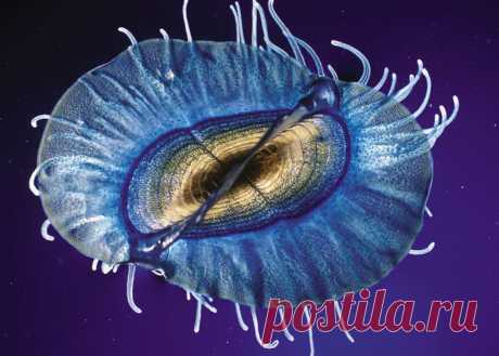 Единственное и неповторимое животное Velella (7 фото) Главная » Живность