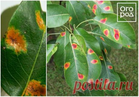 Что делать, если на листьях яблони и груши появились пятна