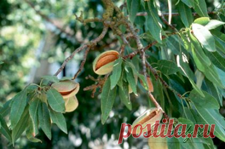 Полезные свойства миндаля | Советы для женщин