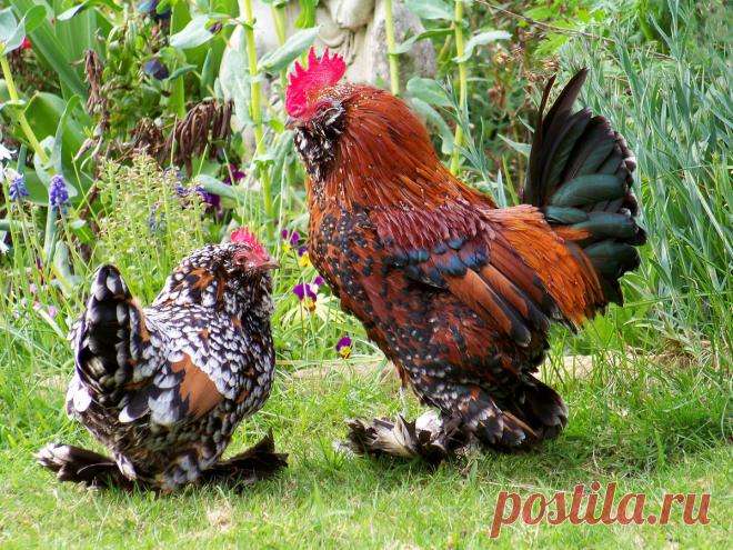 Бентамки — особенности пород и содержания в домашнем хозяйстве. Фото — Ботаничка.ru
