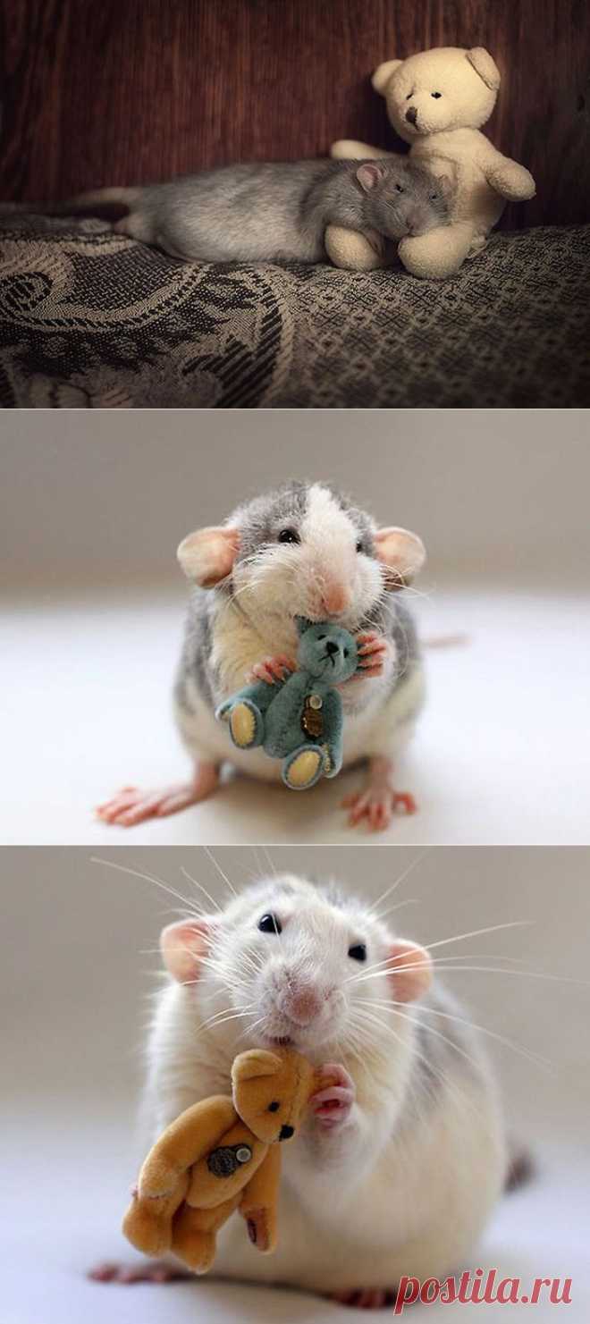 Крысы и их плюшевые любимцы