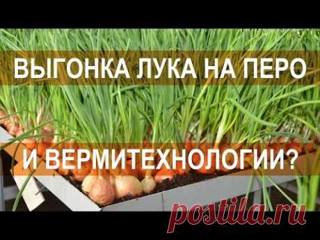 Выгонка лука на перо и вермитехнологии несовместимы - агроном-вермитехнолог Погорелов В.Г.