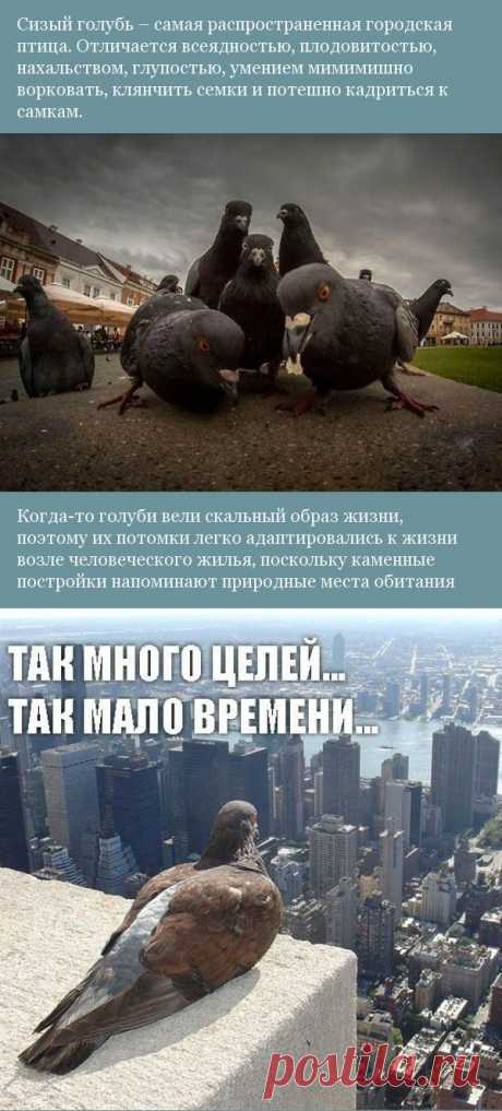 Прикольные и смешные животные » Страница 4