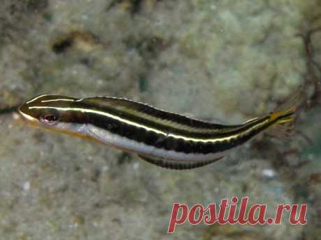 Чешуеядный плагиотрем (Rus) - Piano fangblenny (Eng) - Plagiotremus tapeinosoma (Lat) 
Размеры 8 - 10 см 
Глубина 8 - 30 М 
     Верхняя половина вытянутого тела более темная, может быть разного оттенка, чаще оливково-коричневого. Нижняя половина светлая, серебристо-голубого цвета. По середине туловища проходит широкая темная полоса, разделенная на отдельные овальные сегменты (около 20). Питается чешуей рыб, быстро нападая на проплывающих мимо рыб, часто весьма крупных размеров. Пытается поку
