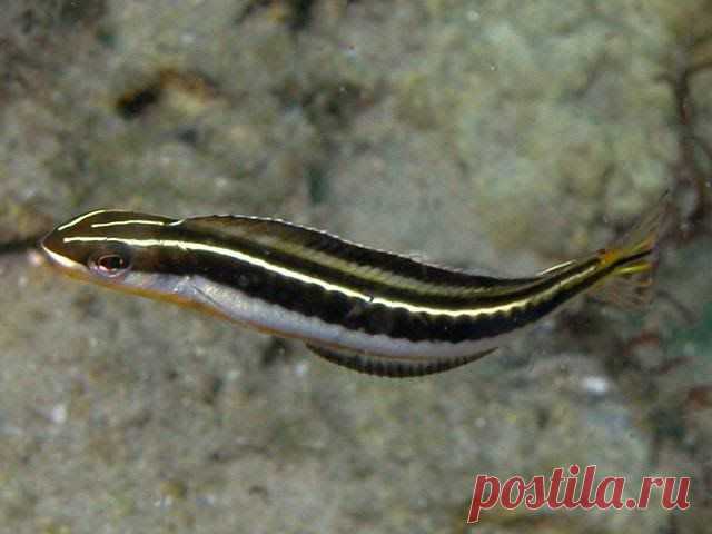 Чешуеядный плагиотрем (Rus) - Piano fangblenny (Eng) - Plagiotremus tapeinosoma (Lat) 
Размеры 8 - 10 см 
Глубина 8 - 30 М 
     Верхняя половина вытянутого тела более темная, может быть разного оттенка, чаще оливково-коричневого. Нижняя половина светлая, серебристо-голубого цвета. По середине туловища проходит широкая темная полоса, разделенная на отдельные овальные сегменты (около 20). Питается чешуей рыб, быстро нападая на проплывающих мимо рыб, часто весьма крупных размеров. Пытается поку