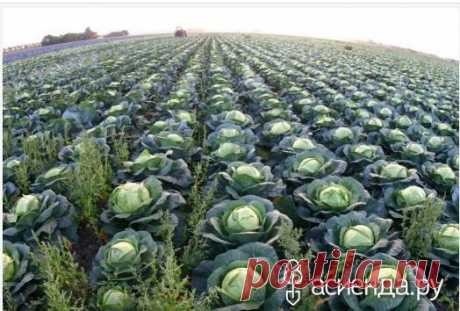 Как правильно собрать и сохранить урожай овощей: Группа Наши грядки