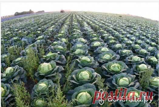 Как правильно собрать и сохранить урожай овощей: Группа Наши грядки