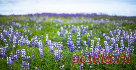 (11) Facebook