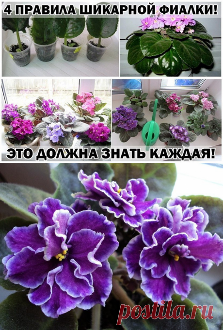 Правила шикарной фиалки