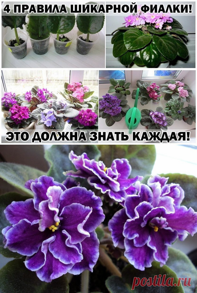 Правила шикарной фиалки