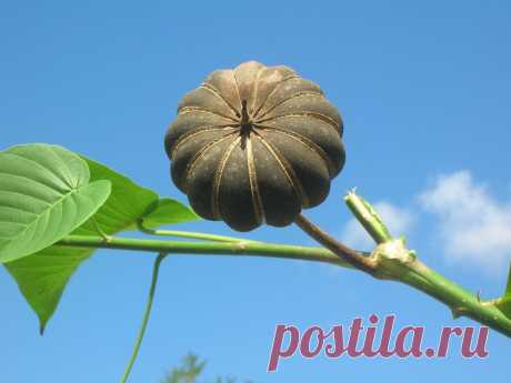 «Динамитное дерево» — одно из самых опасных деревьев на планете | Зеленая колыбель | Яндекс Дзен