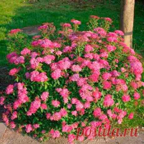 spireya-yaponskaya-darts-red.jpg (500×500)