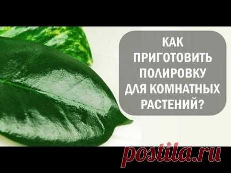 Полировка для КОМНАТНЫХ растений! Делаем сами! » Женский сайт InfoWoman.com.ua. Полезные советы для женщин