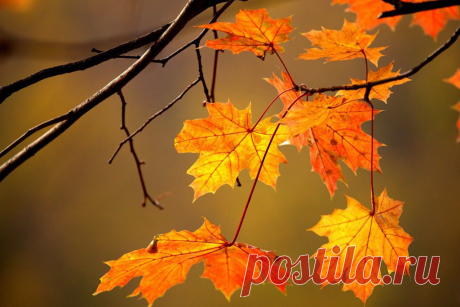 ФОТОМАСТЕРСКАЯ ПРИРОДЫ
АЛЕКСАНДР СТОЛЯРОВ