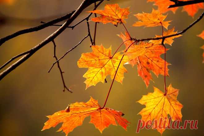 ФОТОМАСТЕРСКАЯ ПРИРОДЫ
АЛЕКСАНДР СТОЛЯРОВ