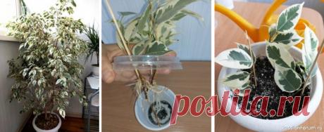 Как вырастить фикус Бенджамина из черенка Фикус Бенджамина в домашних условиях вырастает в пышное красивое деревце.Фикусы прекрасно размножаются черенками, маленькая веточка за несколько лет превратится в комнатное дерево.На фото фикус в возрасте 8 лет достиг высоты полтора метра, в квартире растению становится тесно, пришла пора...