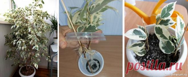 Как вырастить фикус Бенджамина из черенка Фикус Бенджамина в домашних условиях вырастает в пышное красивое деревце.Фикусы прекрасно размножаются черенками, маленькая веточка за несколько лет превратится в комнатное дерево.На фото фикус в возрасте 8 лет достиг высоты полтора метра, в квартире растению становится тесно, пришла пора...