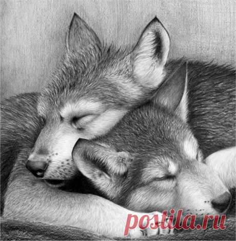 Рисунки карандашом,тушью 2. | 500 фотографий