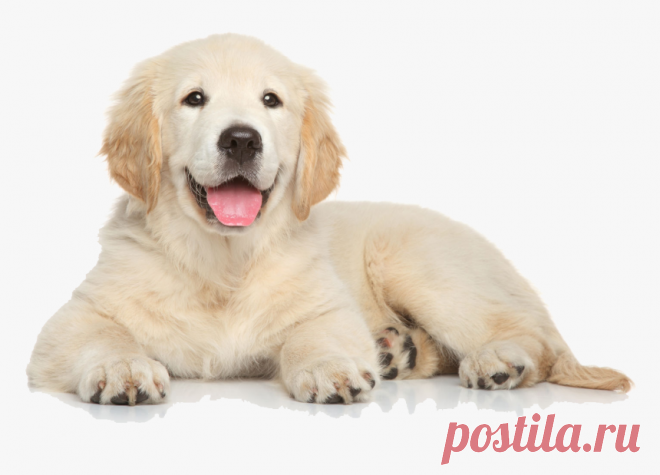 Retriever,facial Group,labrador Retriever,companion - Golden Retriever Puppy Png, Transparent Png  - kindpng Retriever,facial Group,labrador Retriever,companion - Golden Retriever Puppy Png, Transparent Png is free transparent png image. Download and use it for your personal or non-commercial projects.
