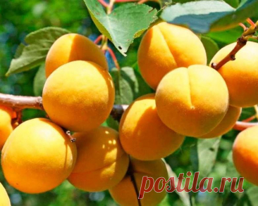 Абрикос Водолей - Сад и огород