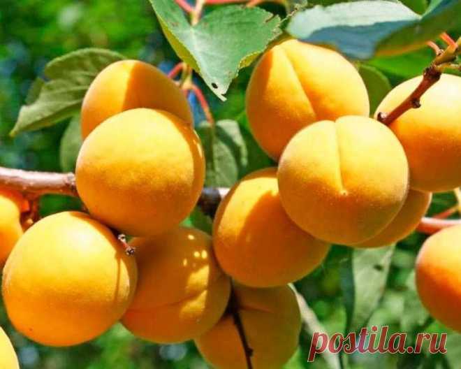 Абрикос Водолей - Сад и огород