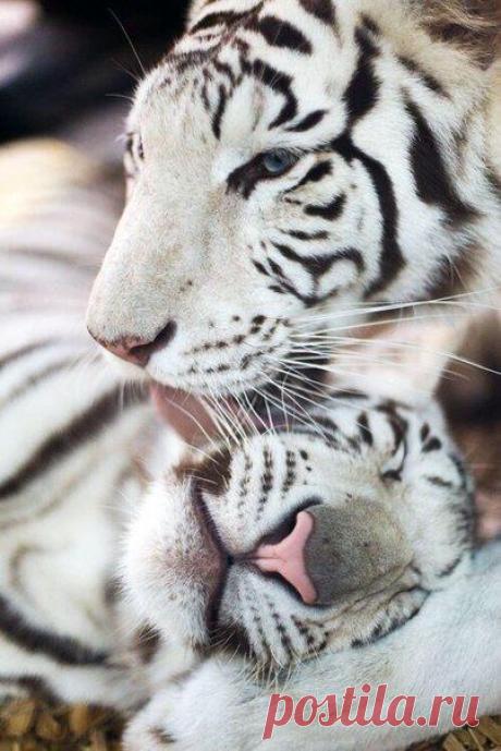 ♥ ЖИВОТНЫЕ ♥ ПРИРОДА ♥