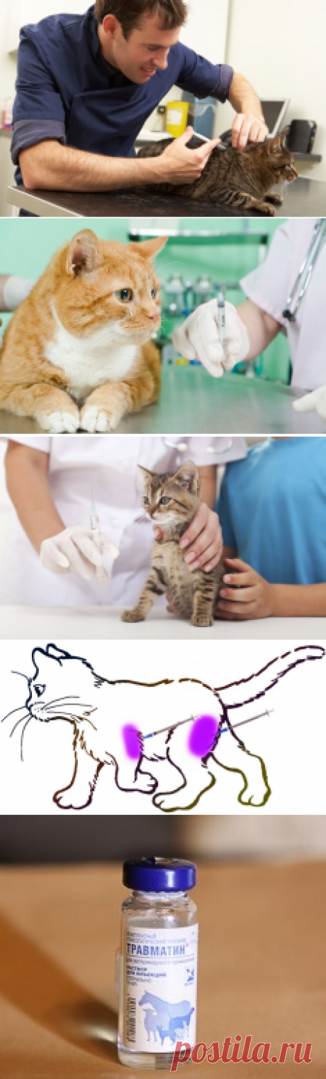 Как правильно сделать укол кошке внутримышечно и подкожно самому?