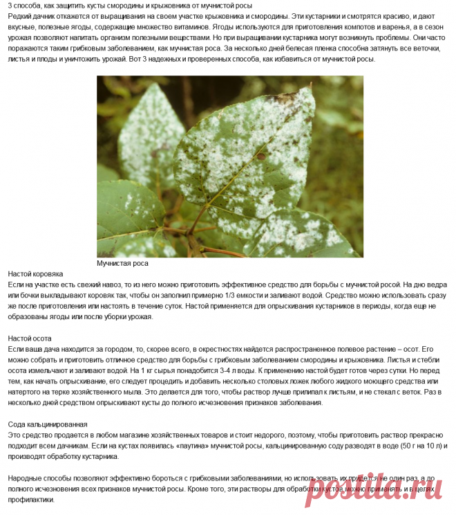 3 способа, как защитить кусты смородины и крыжовника от мучнистой росы