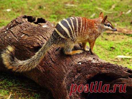 сумчатый муравьед