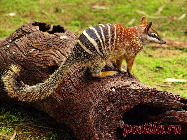 сумчатый муравьед