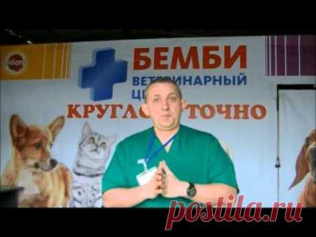 Ветклиника Бемби представляет  выставка на ветеринарном конгрессе 2015 - YouTube