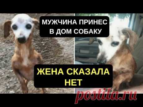 МУЖЧИНА ПРИНЁС ДОМОЙ СОБАКУ, НО ЖЕНА САЗАЛА, ЧТО ОН НЕ МОЖЕТ ЕЕ ОСТАВИТЬ. #СПАСЕНИЕСОБАК.