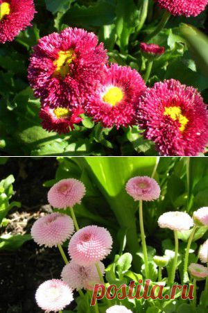 Верные маргаритки | Для дачников.ру