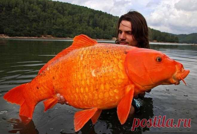 Карп 15 кг, юг Франции