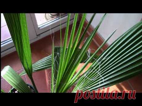 Пальма вашингтония. Как остановить рост пальмы?!