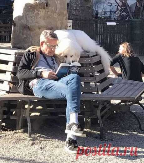 Несколько песиков, которые души не чают в своих людях и это растопит ваше сердце