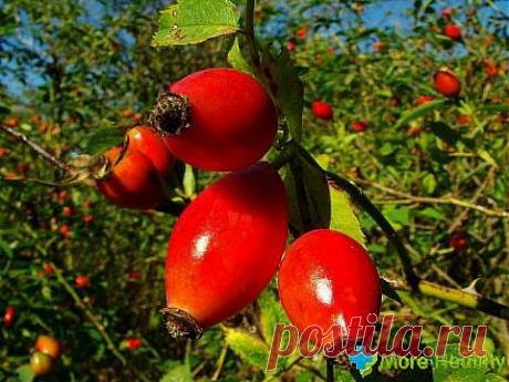 Шиповник - король лекарственных растений | Наш уютный дом