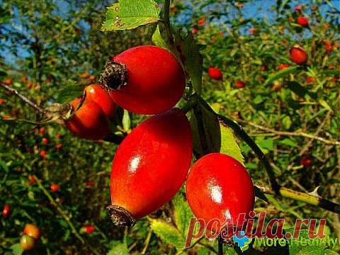 Шиповник - король лекарственных растений | Наш уютный дом