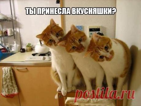 Новый выпуск с котиками - 7 марта - страница 3